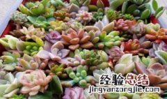 多肉开花就会死吗 多肉春萌开花会死吗