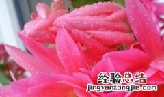 水芙蓉的繁殖方式 水芙蓉的繁殖方法