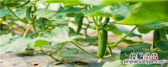 大棚黄瓜的种植方法和管理技术 大棚黄瓜种植技术之黄瓜管理技术