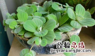 水芙蓉怎么繁殖 水芙蓉怎么繁殖的