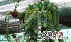 新玉缀夏天怎么养 新玉缀冬天养护