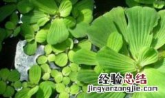 水芙蓉叶子发黄是什么原因 水芙蓉叶子发黄怎么办
