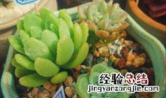 春萌叶子发黑 春萌掉叶子怎么办