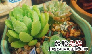 春萌叶子发黑 春萌掉叶子怎么办
