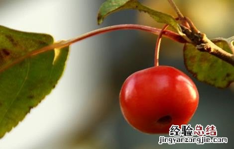种植海棠果的注意事项 海棠果种植方法和注意事项
