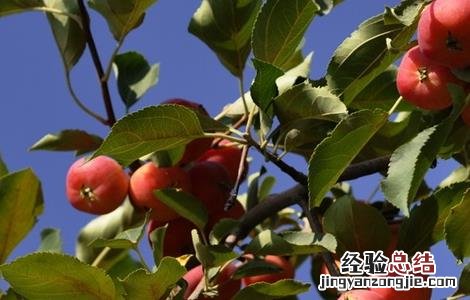 种植海棠果的注意事项 海棠果种植方法和注意事项
