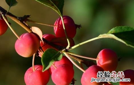 种植海棠果的注意事项 海棠果种植方法和注意事项