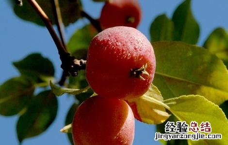 种植海棠果的注意事项 海棠果种植方法和注意事项