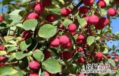 种植海棠果的注意事项 海棠果种植方法和注意事项