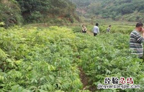 龙眼的种植条件和时间 龙眼的种植条件