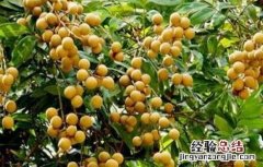 龙眼的种植条件和时间 龙眼的种植条件