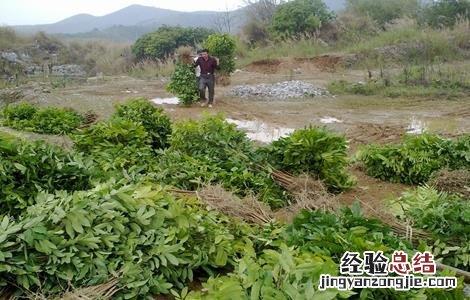 龙眼的种植条件和时间 龙眼的种植条件
