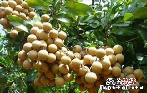 龙眼的种植条件和时间 龙眼的种植条件