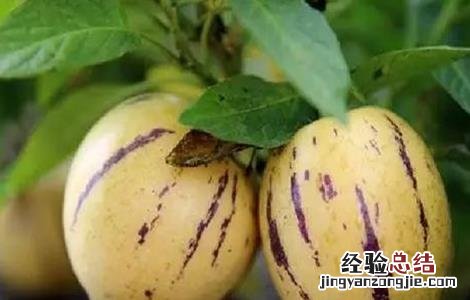人参果种植注意事项有哪些 人参果种植注意事项