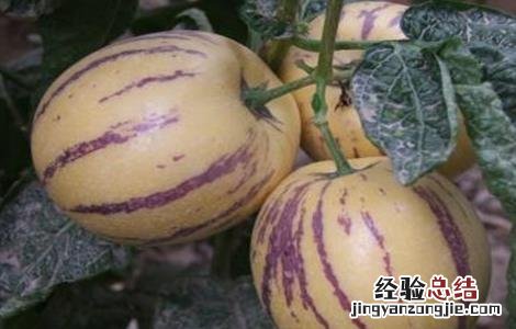 人参果种植注意事项有哪些 人参果种植注意事项