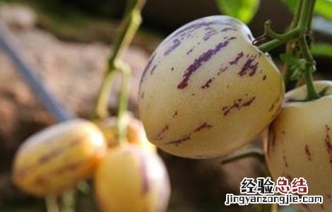 人参果种植注意事项有哪些 人参果种植注意事项