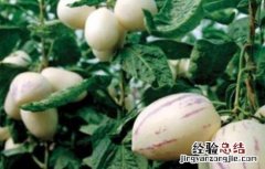 人参果种植注意事项有哪些 人参果种植注意事项
