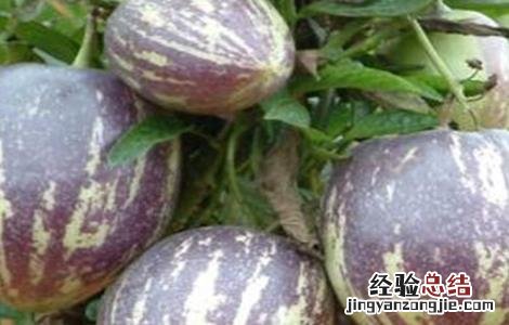 人参果种植注意事项有哪些 人参果种植注意事项