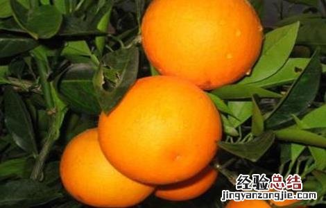 血橙的种植技术和管理 血橙的种植技术
