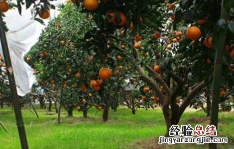 血橙的种植技术和管理 血橙的种植技术