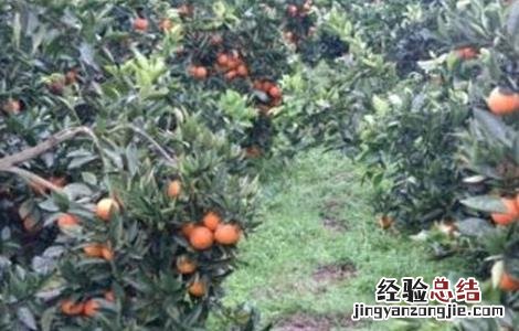 血橙的种植技术和管理 血橙的种植技术