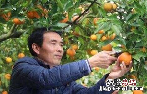 血橙的种植技术和管理 血橙的种植技术