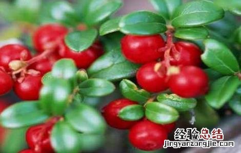 越桔种植技术 越桔的栽培技术