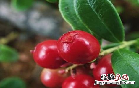 越桔种植技术 越桔的栽培技术