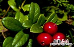 越桔种植技术 越桔的栽培技术