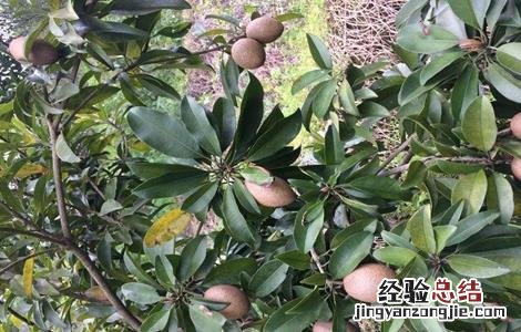 盆栽人心果种植方法和技巧 人心果的种植注意事项
