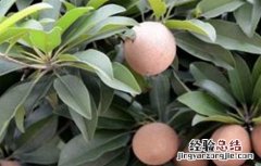 盆栽人心果种植方法和技巧 人心果的种植注意事项