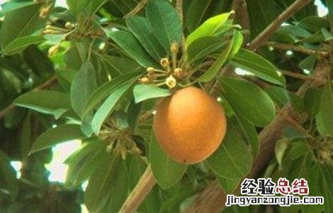 盆栽人心果种植方法和技巧 人心果的种植注意事项