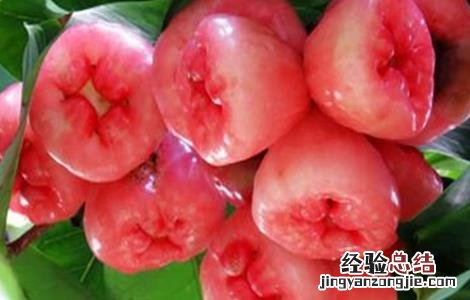 2016种莲雾催花方法 莲雾催花保果技术