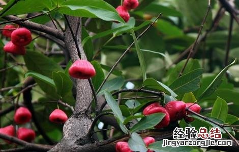 2016种莲雾催花方法 莲雾催花保果技术