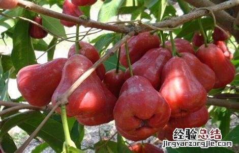 2016种莲雾催花方法 莲雾催花保果技术