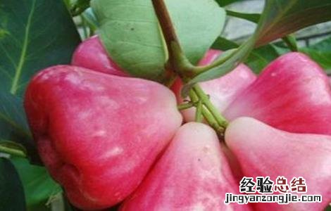 2016种莲雾催花方法 莲雾催花保果技术