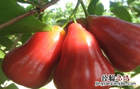 2016种莲雾催花方法 莲雾催花保果技术