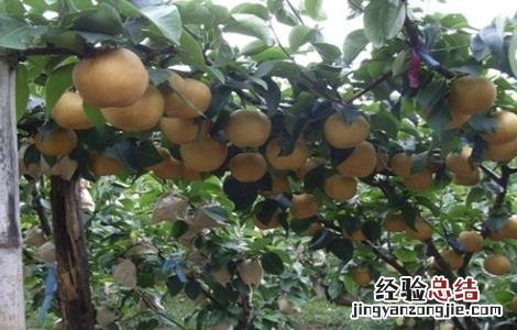 蛋黄果的管理要点 蛋黄果的管理要点是什么