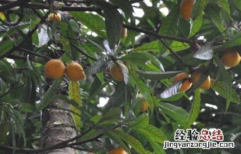 蛋黄果的管理要点 蛋黄果的管理要点是什么