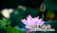 水芙蓉的花语 水芙蓉诗句 花语