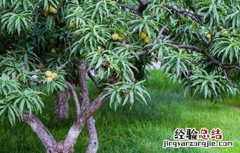 桃树修剪技术要点 桃树修剪技术