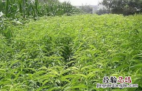 桃树修剪技术要点 桃树修剪技术
