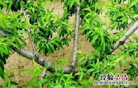 桃树修剪技术要点 桃树修剪技术