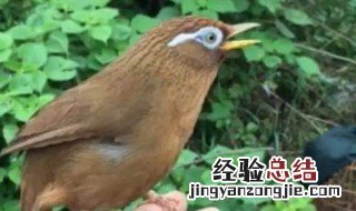 画眉鸟怎么喂食 画眉鸟怎么喂熟