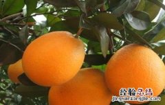 脐橙的田间管理技术 脐橙的全年管理技术