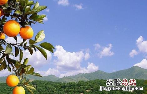 脐橙的田间管理技术 脐橙的全年管理技术