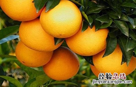 脐橙的田间管理技术 脐橙的全年管理技术
