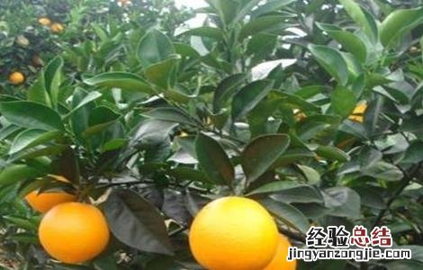 脐橙的田间管理技术 脐橙的全年管理技术