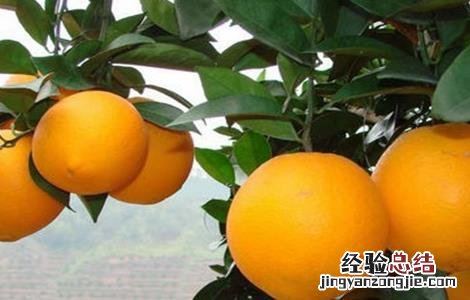 脐橙的田间管理技术 脐橙的全年管理技术