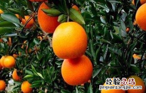 脐橙怎么种植技术 脐橙该怎么种